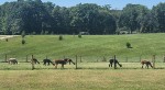 Alpacas in the pasture